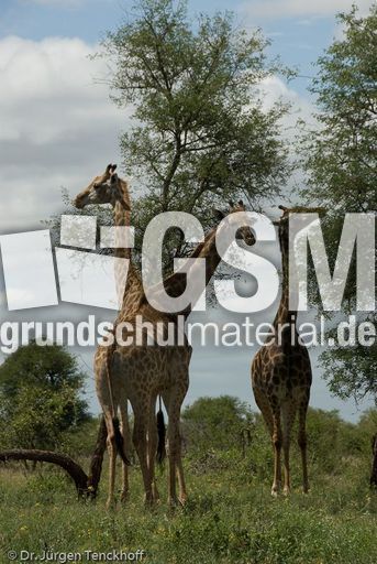 Giraffe (92 von 94).jpg